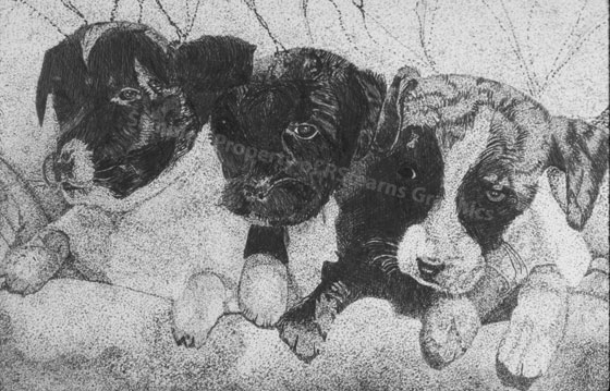Ink rendering of three cute puppies in a blanket
