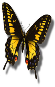 Butterfly image stretched taller