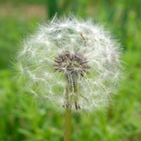 Dandelion