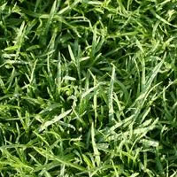 Bentgrass